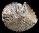 Hoploscaphites Nebrascensis - South Dakota #12099-1